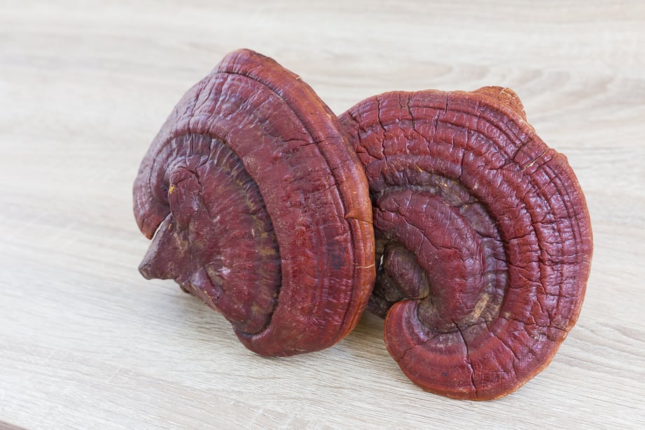 Ganoderma Lucidum Mushroom on wood