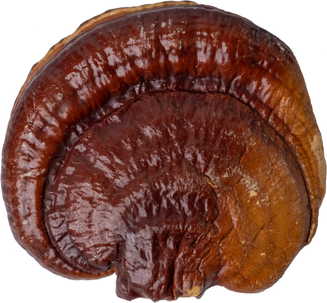 reishi mushroom cut out on transparent background.