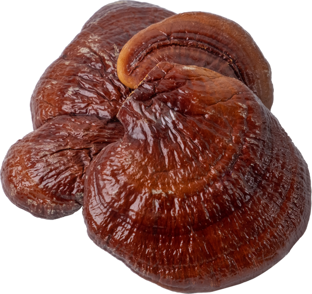 reishi mushroom cut out on transparent background.